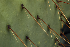 Opuntia chisosensis