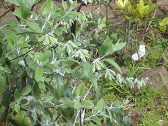 Salvia discolor
