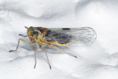 Nothodelphax consimilis