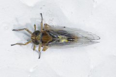 Nothodelphax consimilis