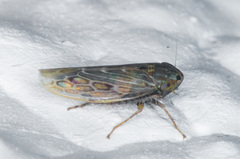 Deltocephalini