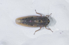Deltocephalini