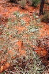 Senna artemisioides artemisioides