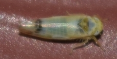 Empoa