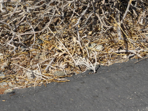 iNaturalist observation photo of Western Whiptail