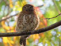 Glaucidium siju