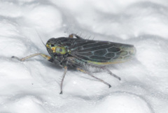 Deltocephalini