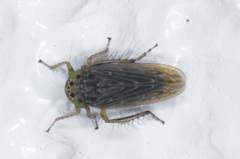 Deltocephalini