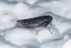 Deltocephalini