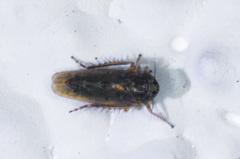 Deltocephalini