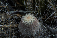 Echinocereus pectinatus pectinatus
