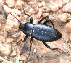 Eleodes extricata