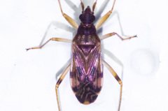 Pseudopamera nitidula