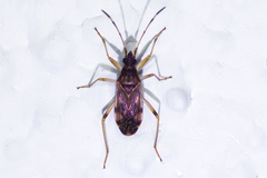 Pseudopamera nitidula