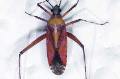 Phytocoris roseus