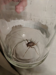 Tachycines asynamorus