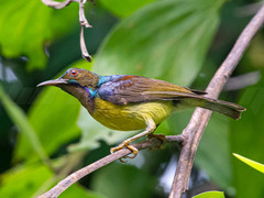 Anthreptes malacensis