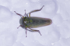 Limotettix