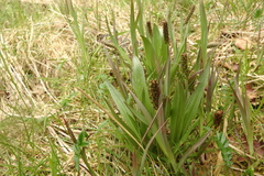 Plantago macrocarpa