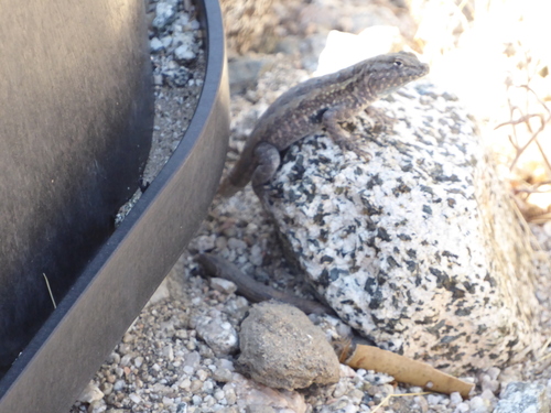 iNaturalist observation photo of Western Side-blotched Lizard
