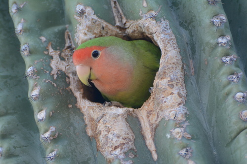 Rosy-faced Lovebird, photo 3 of 10