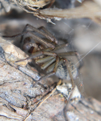 Eratigena agrestis