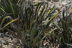 Yucca endlichiana