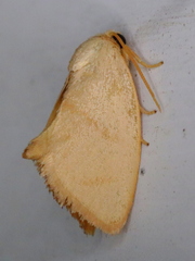 Tortricidia pallida