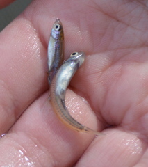 Notropis stramineus