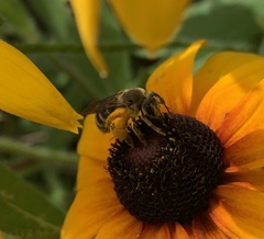Andrena rudbeckiae