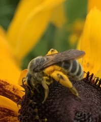 Andrena rudbeckiae