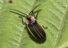 Photinus australis