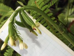 Eulophia cernua