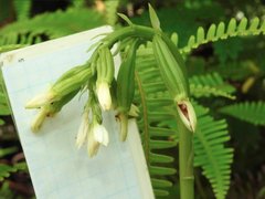 Eulophia cernua
