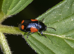 Cryptocephalus quadruplex