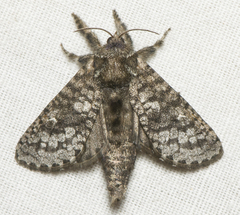 Givira francesca