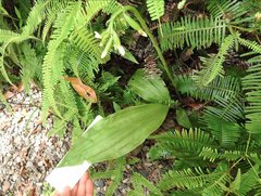 Eulophia cernua
