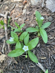 Moehringia