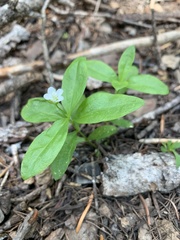 Moehringia