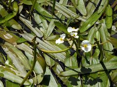 Sagittaria natans