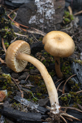 Pseudolaccaria pachyphylla