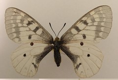 Parnassius clodius menetriesii
