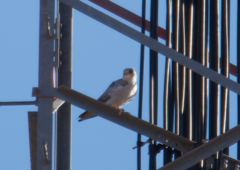 Falco hypoleucos