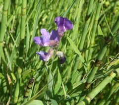 Lathyrus palustris pilosus