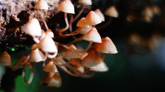 Mycena mariae