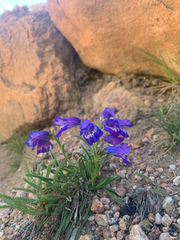 Penstemon hallii