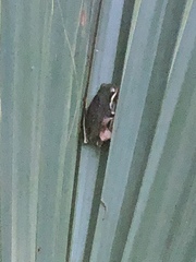 Hyla cinerea