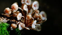 Mycena mariae