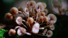 Mycena mariae