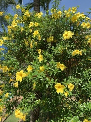 Allamanda cathartica